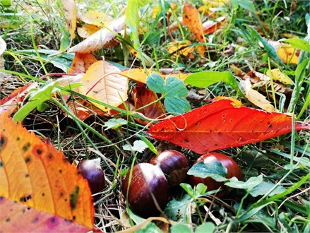 SAGRA DELLE CASTAGNE